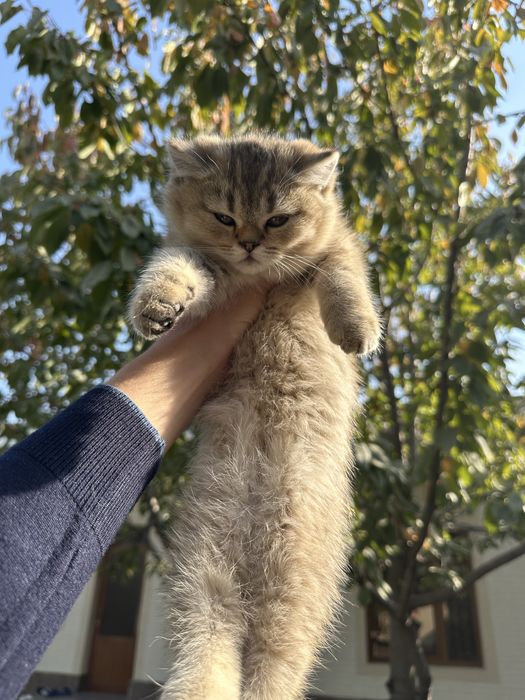 Скотиш страйт/шиншилла девочка