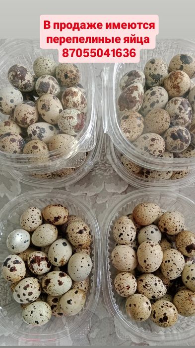 Продаются перепелиные яйца