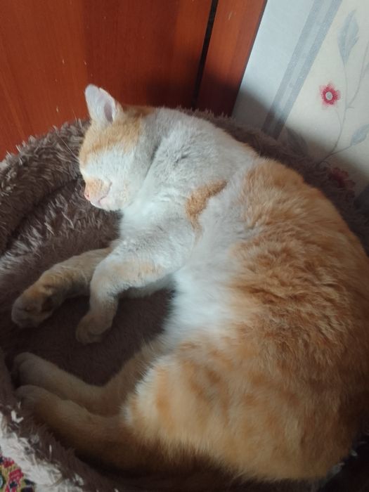 Пристраиваю кота