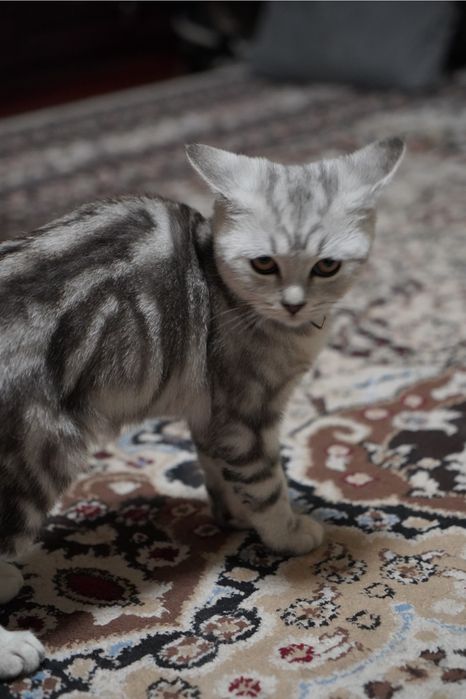 Vyaskaga skotish strayt mushuk tekinga qilamiz