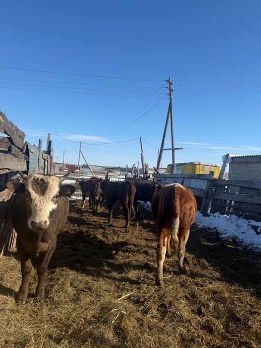 Продам корову с теленком, три телки - 1,8 г, бык - 2г, бычок 2 шт - 8м