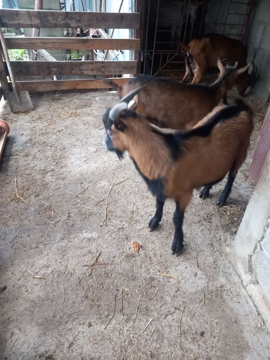 Vind edite alpin francez