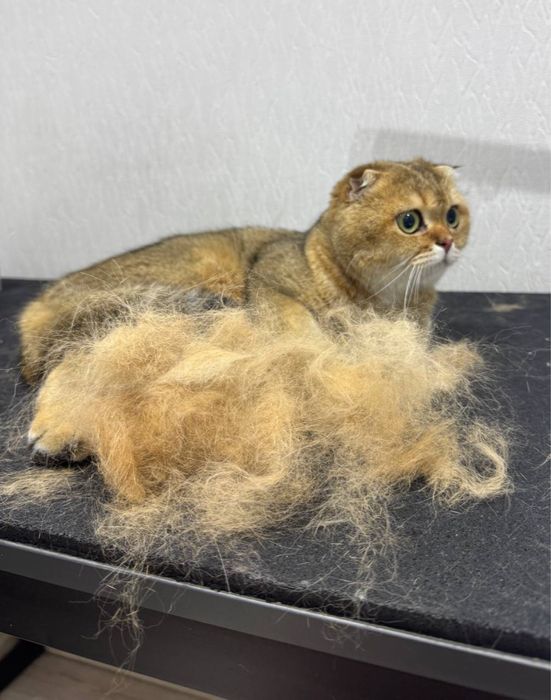 Груминг стрижка собак и кошек АКЦИЯ !