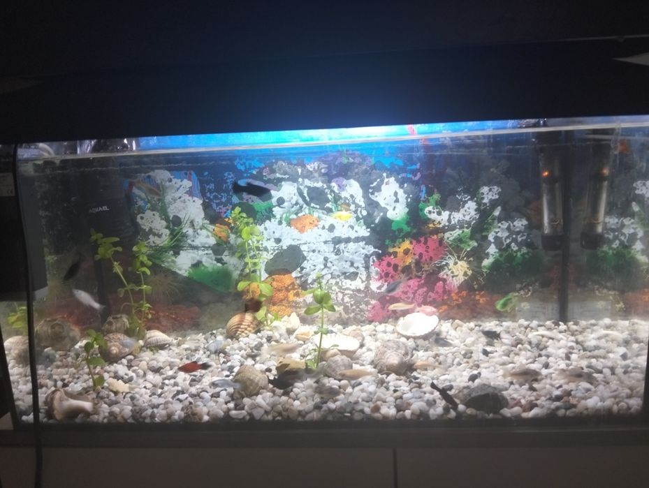Vând acvariu cu pești