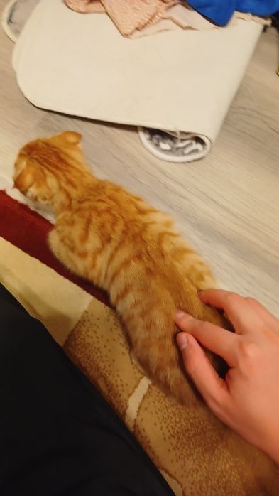 Чистокровный кот