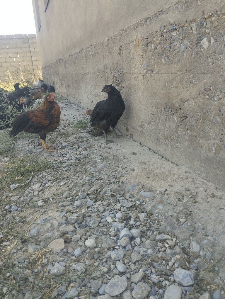 Жағдай жақсы уй тауықтары