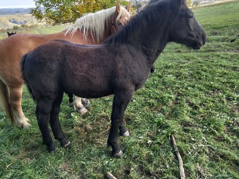 Un mânz de șase luni