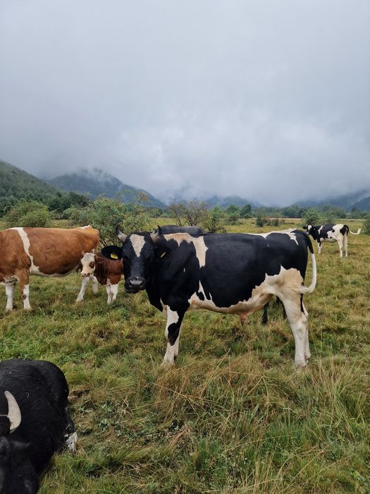 Taur / tauras Holstein