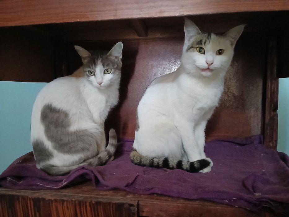 Ona bola uy mushuklari hadya qilinadi,