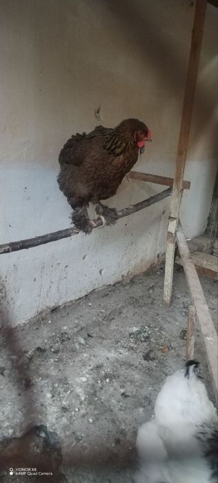 Брама хуроз+макйон пара