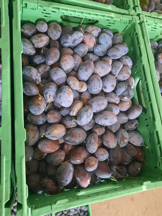 Prune de consum prune bistrițene