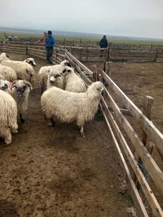 180 de oi de vinzare de ținut