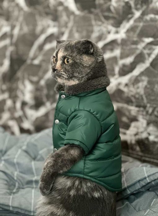 Пристраиваю кошечку