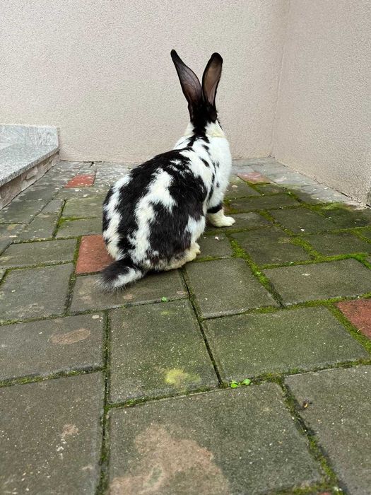 De vânzare femelă fluture german