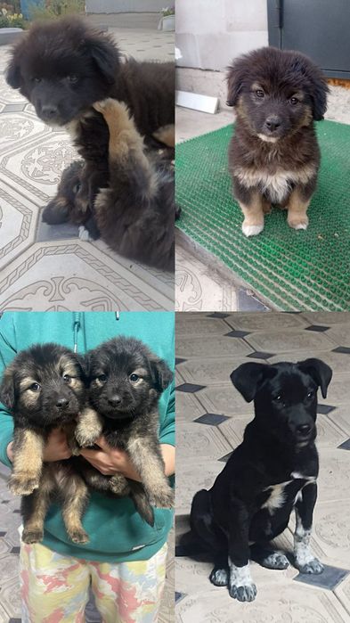 Отдам щенков в добрые руки