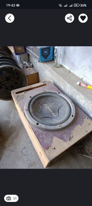 Sambufer kalonka holati yaxwi