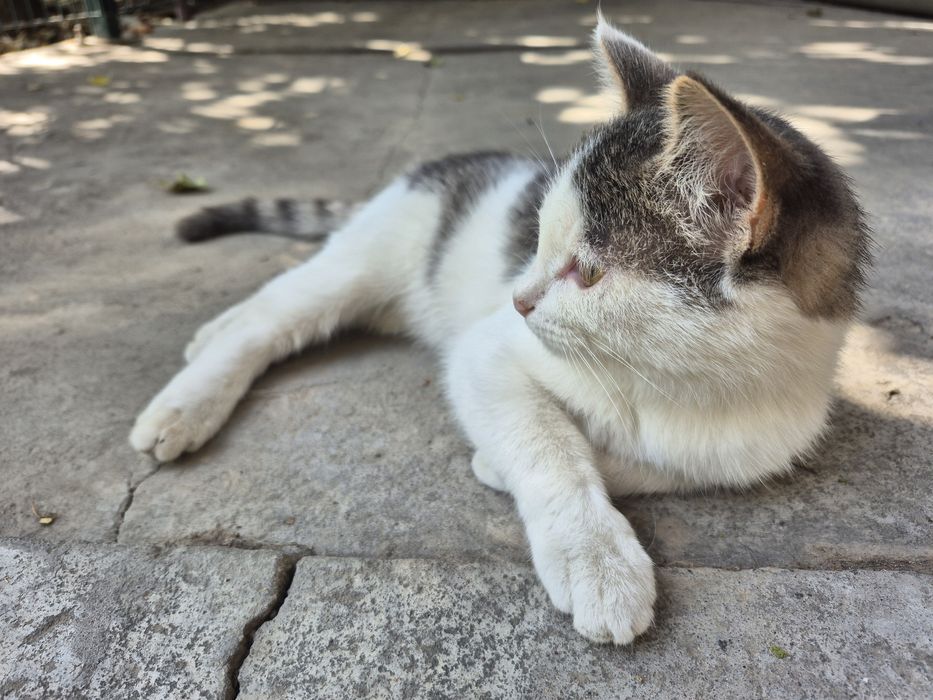 Кошка в хорошие руки