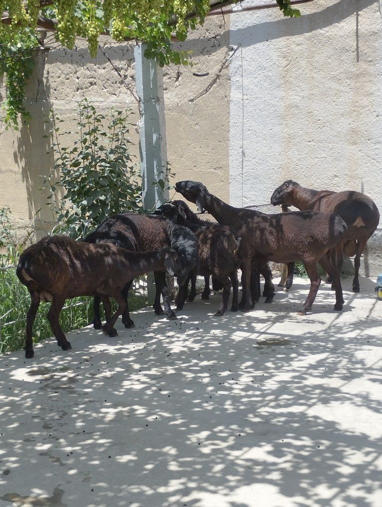 Xisori quylar ena bola aloxida yoki hamasi bir joyda sotaveraman