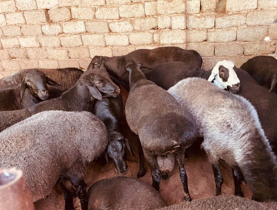 Кассоб хизмати сиз азизлар учун энг кулай хизматлар