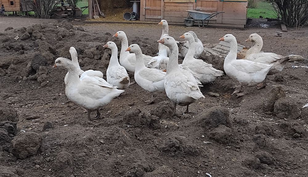 Gâște de vânzare, Nadab