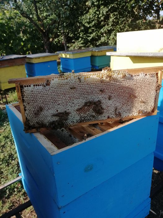 Пчелен мед от производител 2024