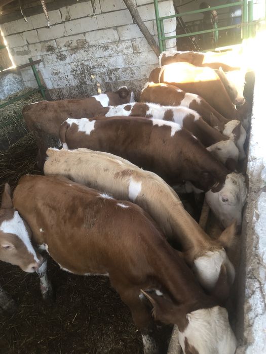 de vânzare 10 tăurași înțărcat
