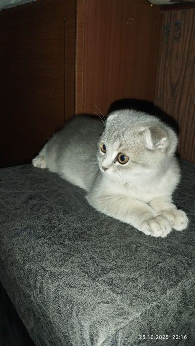 Shatlaniskaya mushuk