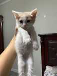 котенки в добрые руки