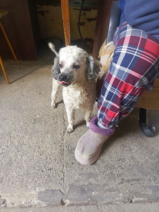 Вязка пуделя карликовый