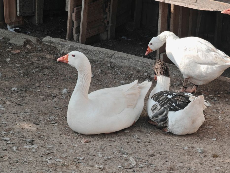 4 gâște și 3 gâscani