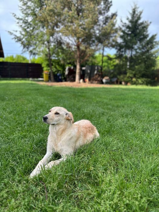 Donez Labrador rasa pură.
