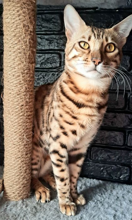 Вязка кота Бенгала, 20000