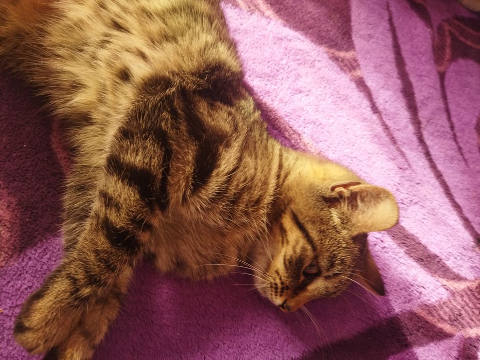 Adopție pisica cine dorește