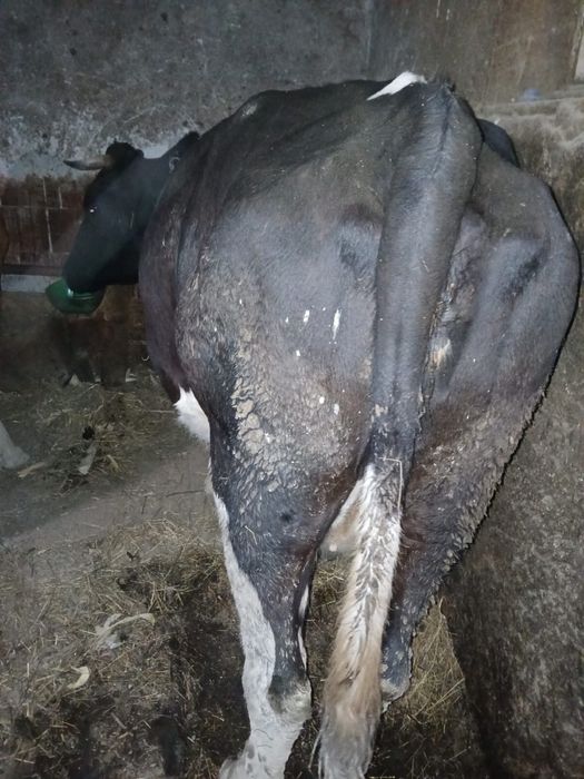 Vaci baltate gestante in 7 luni