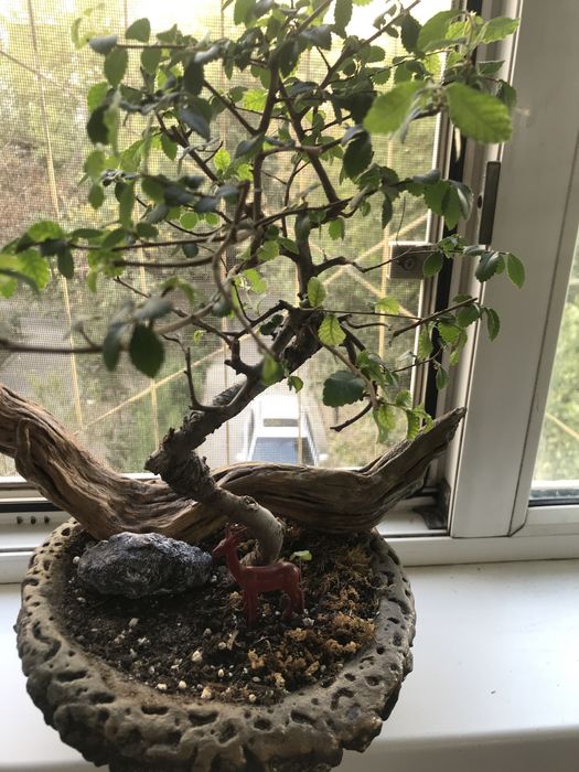 Продам бонсай из карагача!!