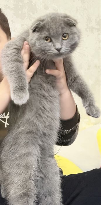 Scottish Fold Yangi Yilga yaqinlaringizni xursand qiling!