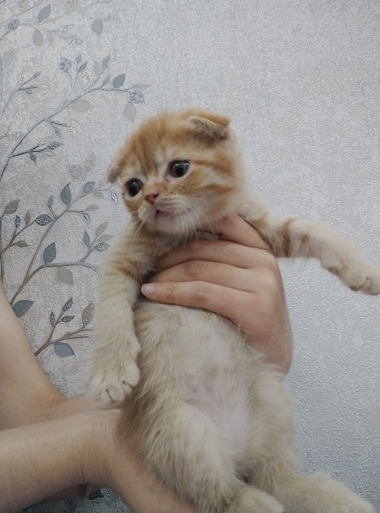 Шотландский вислоухий и прямоухи
