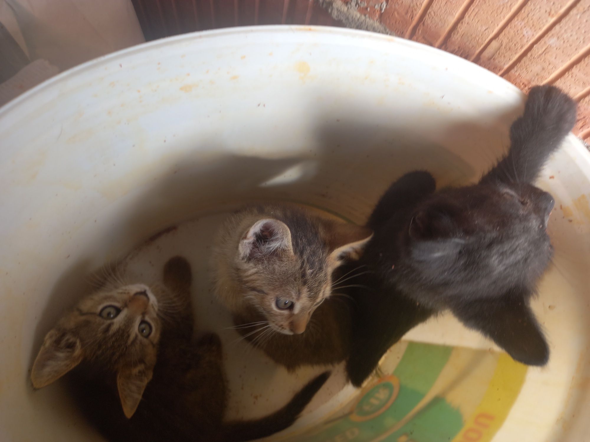 Spre adopție 4 pisicute