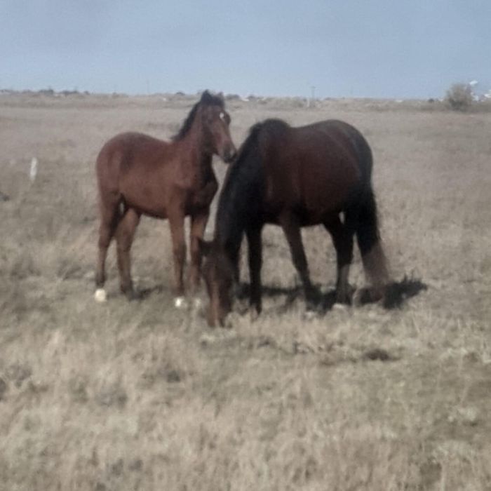 Продаю жеребых кобыл 2 головы