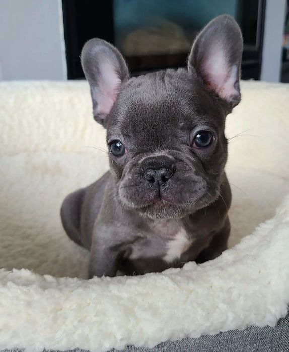 Bulldog francez mascul
