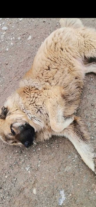 Adoptie adult metis ciobanesc