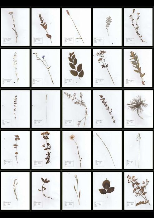 Ierbare Profesionale / La comandă /Calitate superioară/ Școală/Faculta