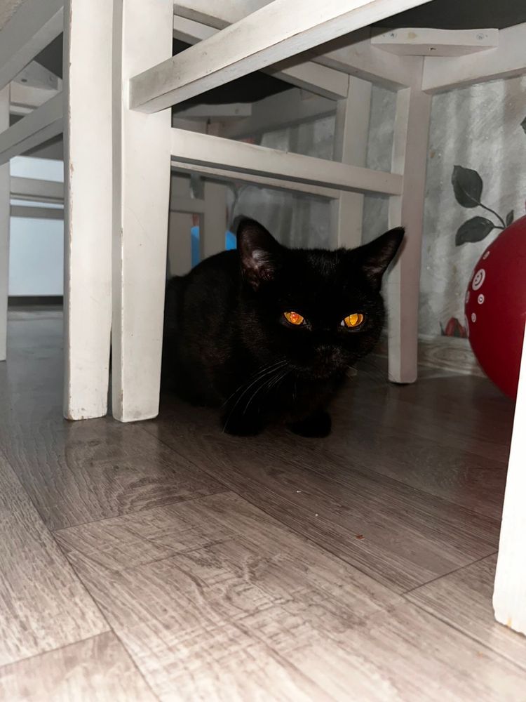 Ищем дом для кошечки Багиры