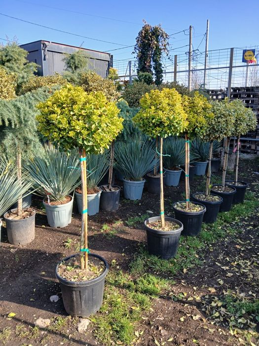 Amenajam gradini cu plante ornamentale