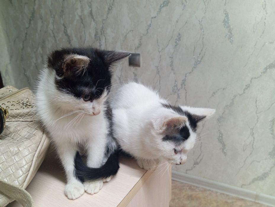 Жилянка котята мышеловки