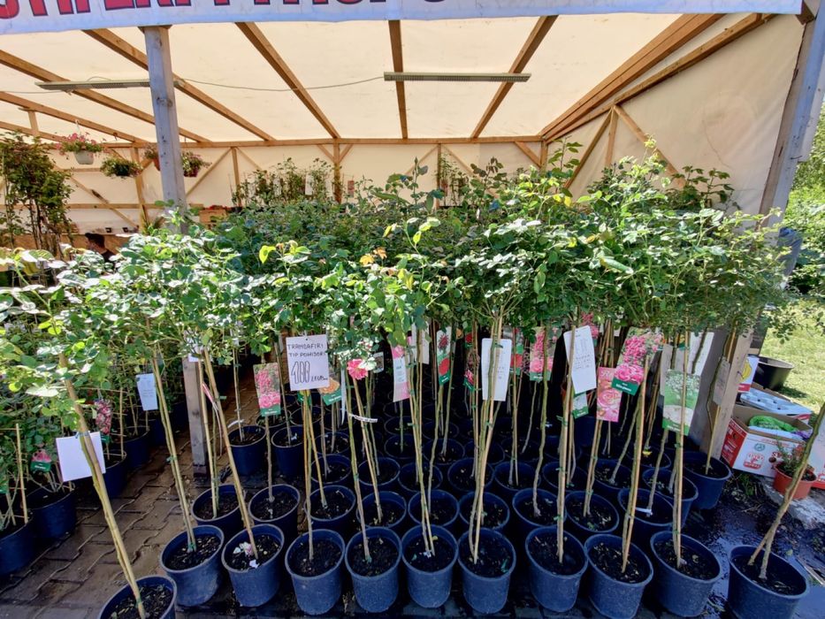 Oferta , trandafiri pomisor diferite culori