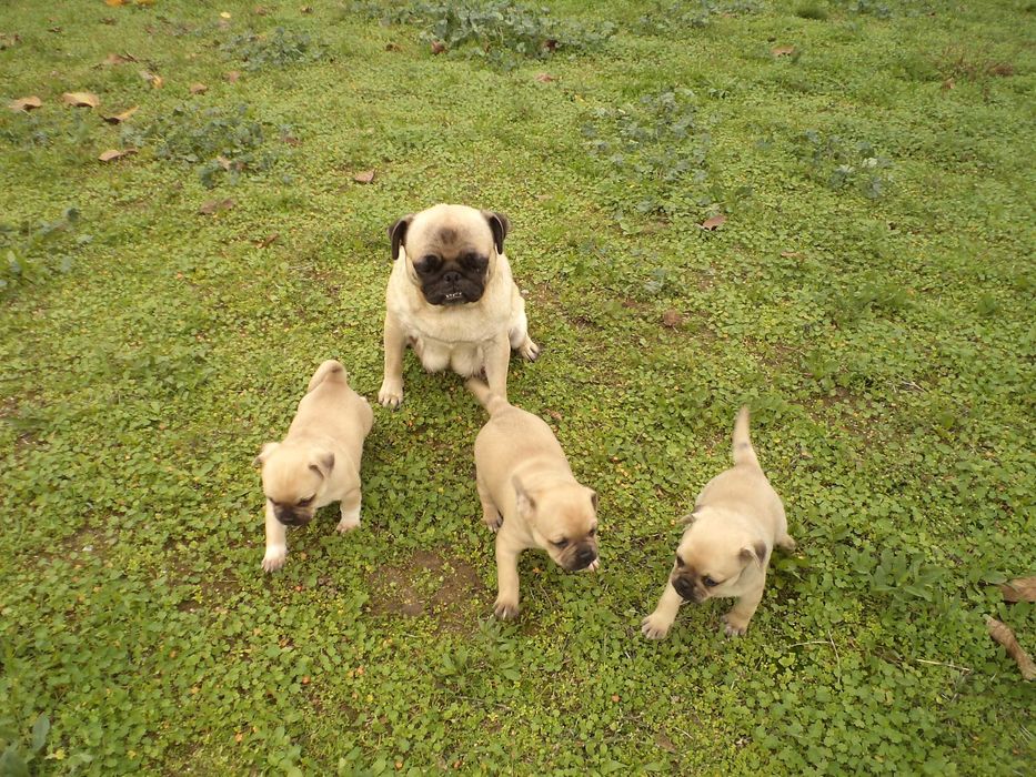 МОПС-бебета-3 броя!!!