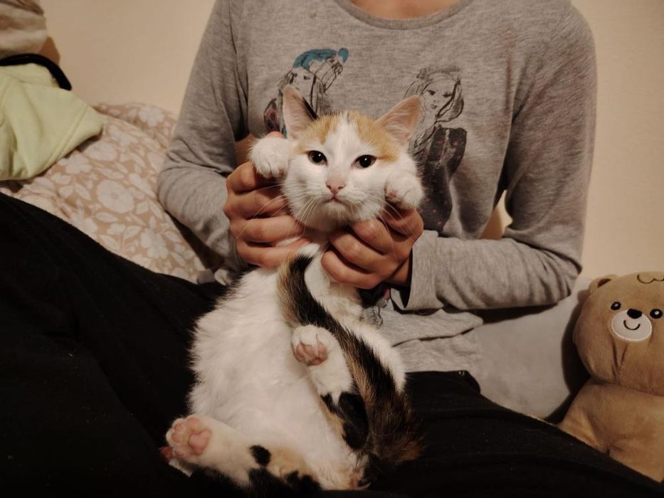 Spre adopție 2 pisicuțe surioare, zona Deva