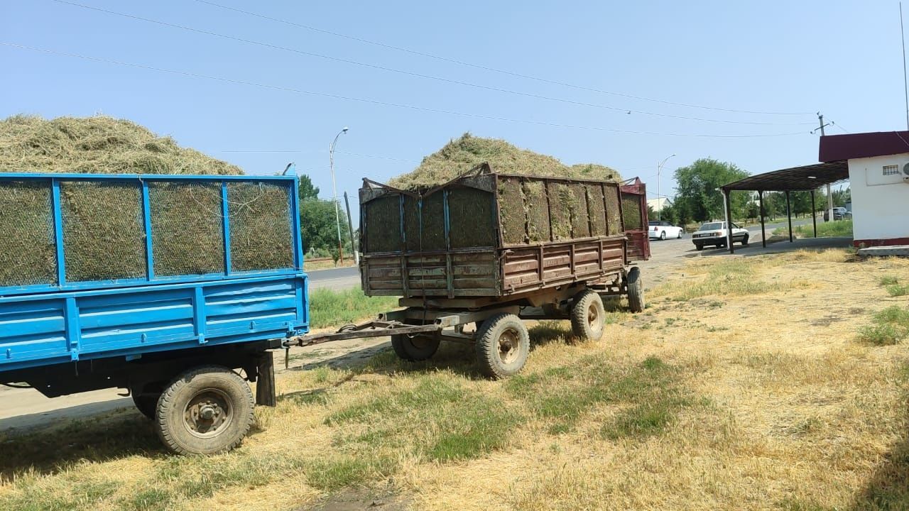 Таза жоңышқа шөп