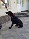 Doberman yaxw qoʻllaga topwiraman.Добеман отдам в хорошие руки